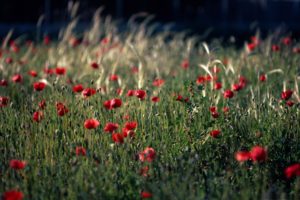 nature, Landscapes, Flowers, Poppies, Poppy, Plants, Grass, Fields, Color, Red, Macro