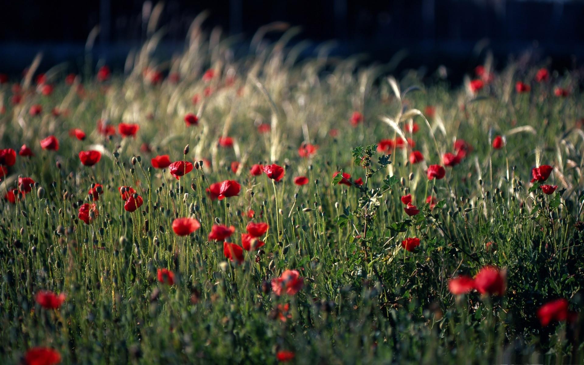 nature, Landscapes, Flowers, Poppies, Poppy, Plants, Grass, Fields, Color, Red, Macro Wallpaper