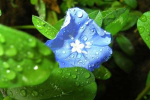 nature, Water, Drops, Cornflowers, Blue, Flowers