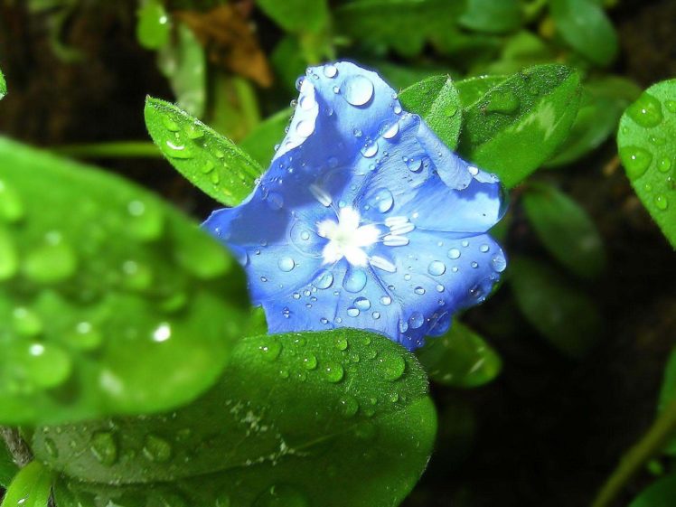 nature, Water, Drops, Cornflowers, Blue, Flowers HD Wallpaper Desktop Background