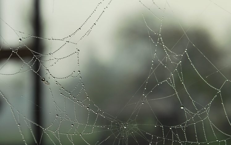 water, Drops, Macro, Dew, Spider, Webs HD Wallpaper Desktop Background