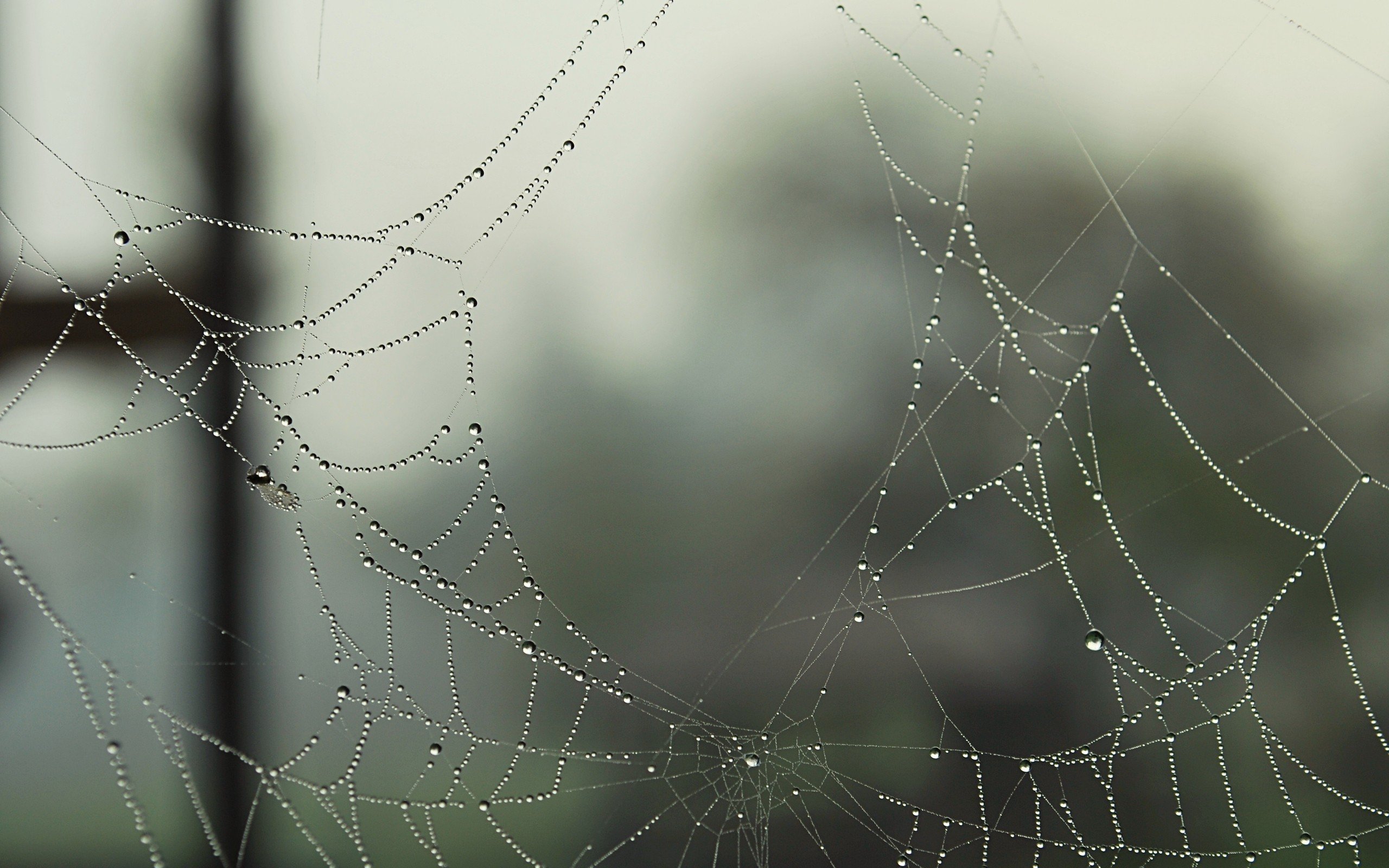 water, Drops, Macro, Dew, Spider, Webs Wallpaper