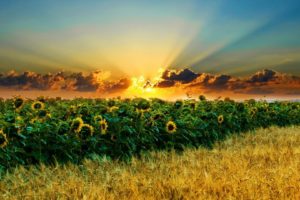 sunset, Clouds, Landscapes, Nature, Fields, Wheat, Sunflowers