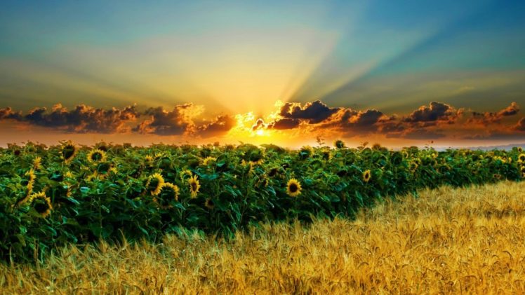 sunset, Clouds, Landscapes, Nature, Fields, Wheat, Sunflowers HD Wallpaper Desktop Background