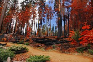 landscapes, Trees, Autumn, Forests, National, Park, Yosemite, National, Park