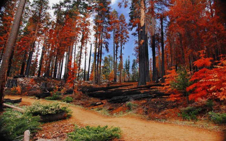 landscapes, Trees, Autumn, Forests, National, Park, Yosemite, National, Park HD Wallpaper Desktop Background
