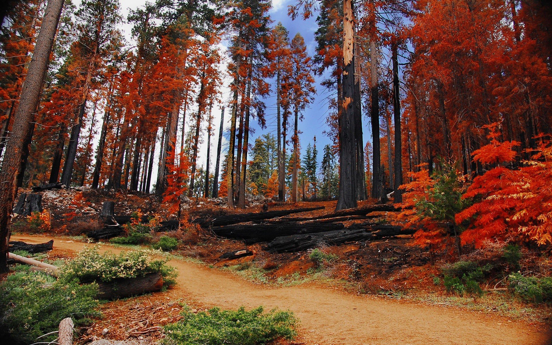 landscapes, Trees, Autumn, Forests, National, Park, Yosemite, National, Park Wallpaper