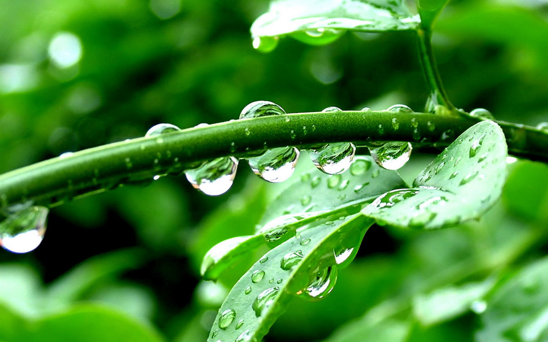 nature, Plants, Green, Leaves, Water, Drops, Sparkle, Light, Reflection, Trees, Rain, Storm, Spring, Seasons Wallpaper