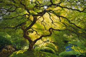 nature, Landscape, Trees, Moss, Green, Color, Sunlight, Gargen, Park, Leaves, Spring, Seasons, Branches, Olants