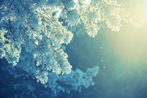 nature, Trees, Autumn, Fall, Winter, Snow, Frost, Sunlight, Light, Snowing, Flakes, Drops, Soft