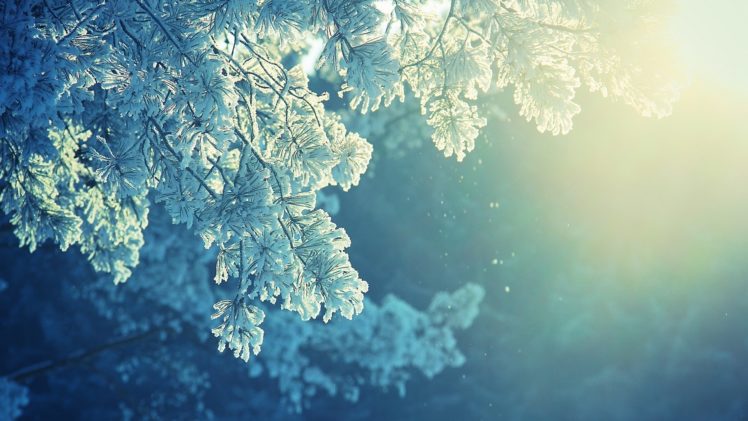 nature, Trees, Autumn, Fall, Winter, Snow, Frost, Sunlight, Light, Snowing, Flakes, Drops, Soft HD Wallpaper Desktop Background
