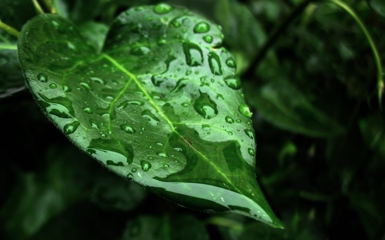 nature, Leaves, Water, Drops HD Wallpaper Desktop Background