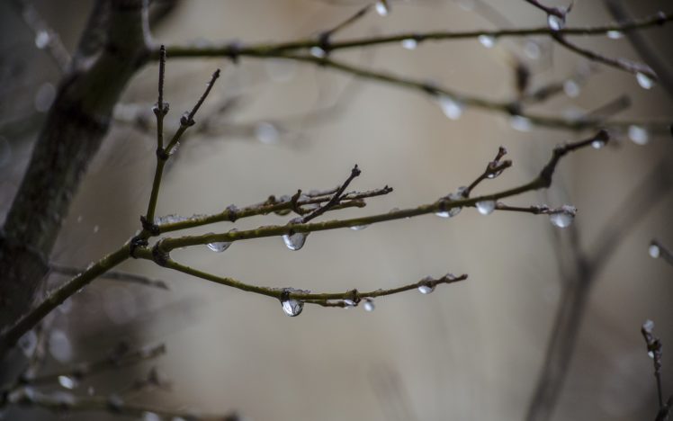 nature, Drops, Water, Wet, Rain, Storm, Branch, Twig, Macro, Close, Up HD Wallpaper Desktop Background