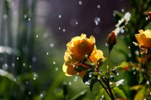 nature, Flowers, Petals, Plants, Garden, Rain, Drops, Sparkle, Weather, Storm
