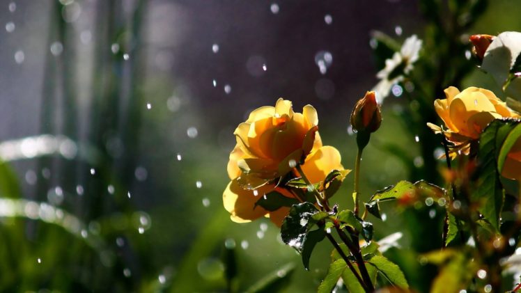 nature, Flowers, Petals, Plants, Garden, Rain, Drops, Sparkle, Weather, Storm HD Wallpaper Desktop Background