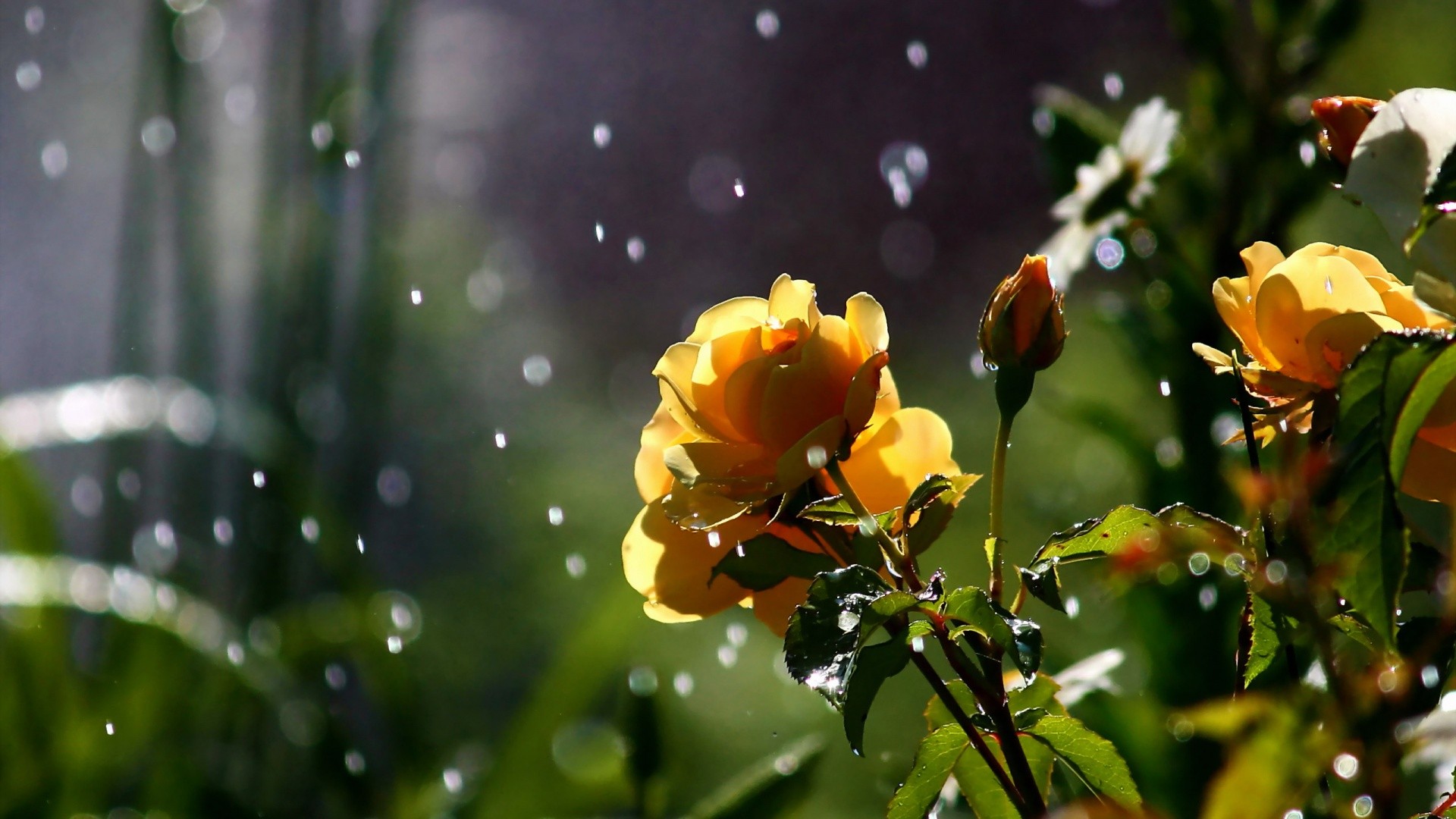 nature, Flowers, Petals, Plants, Garden, Rain, Drops, Sparkle, Weather, Storm Wallpaper