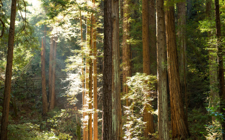 yosemite, Sunlight, Redwood, Forest, Trees, Sunbeam, Light, Leaves HD Wallpaper Desktop Background