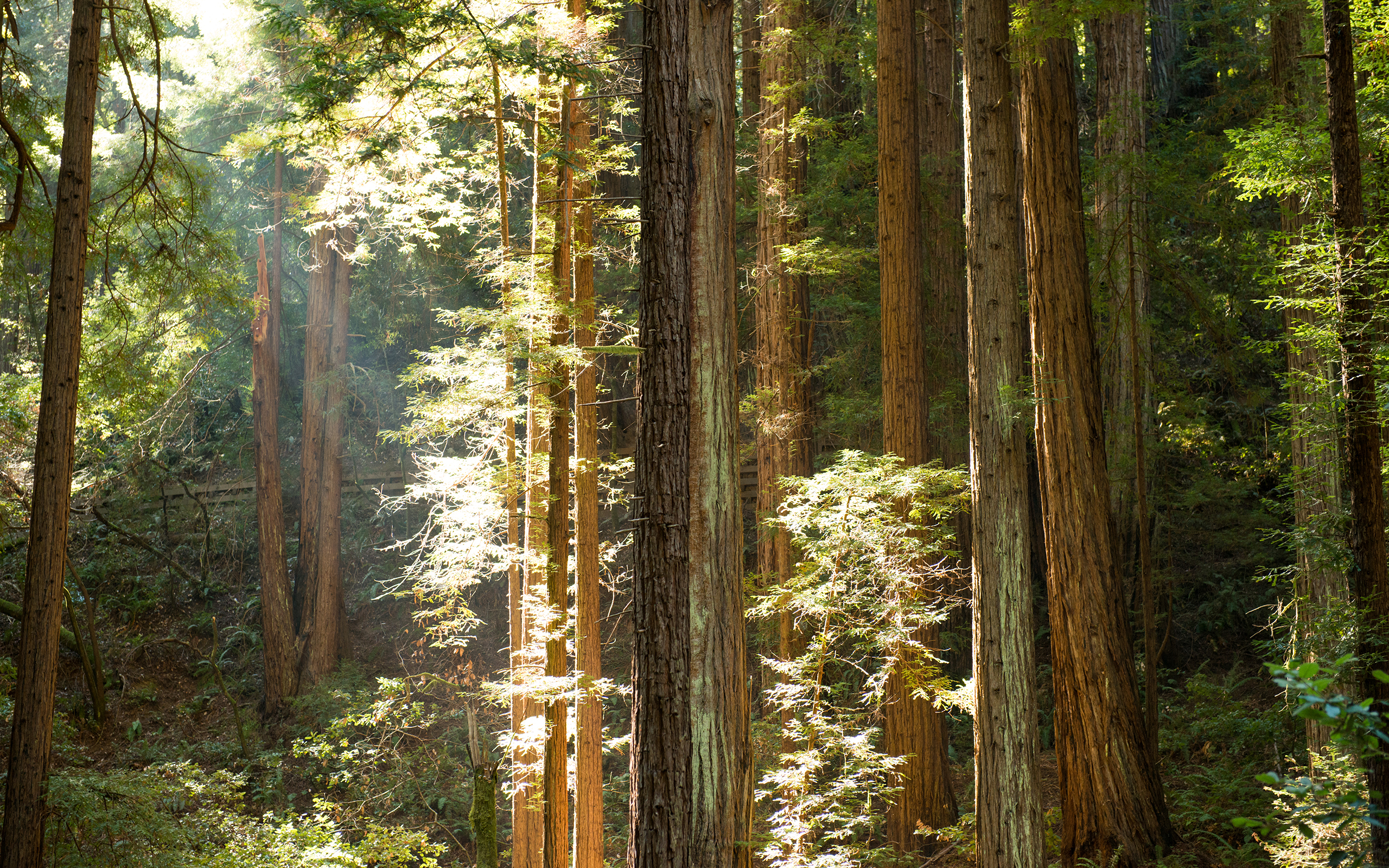 yosemite, Sunlight, Redwood, Forest, Trees, Sunbeam, Light, Leaves Wallpaper