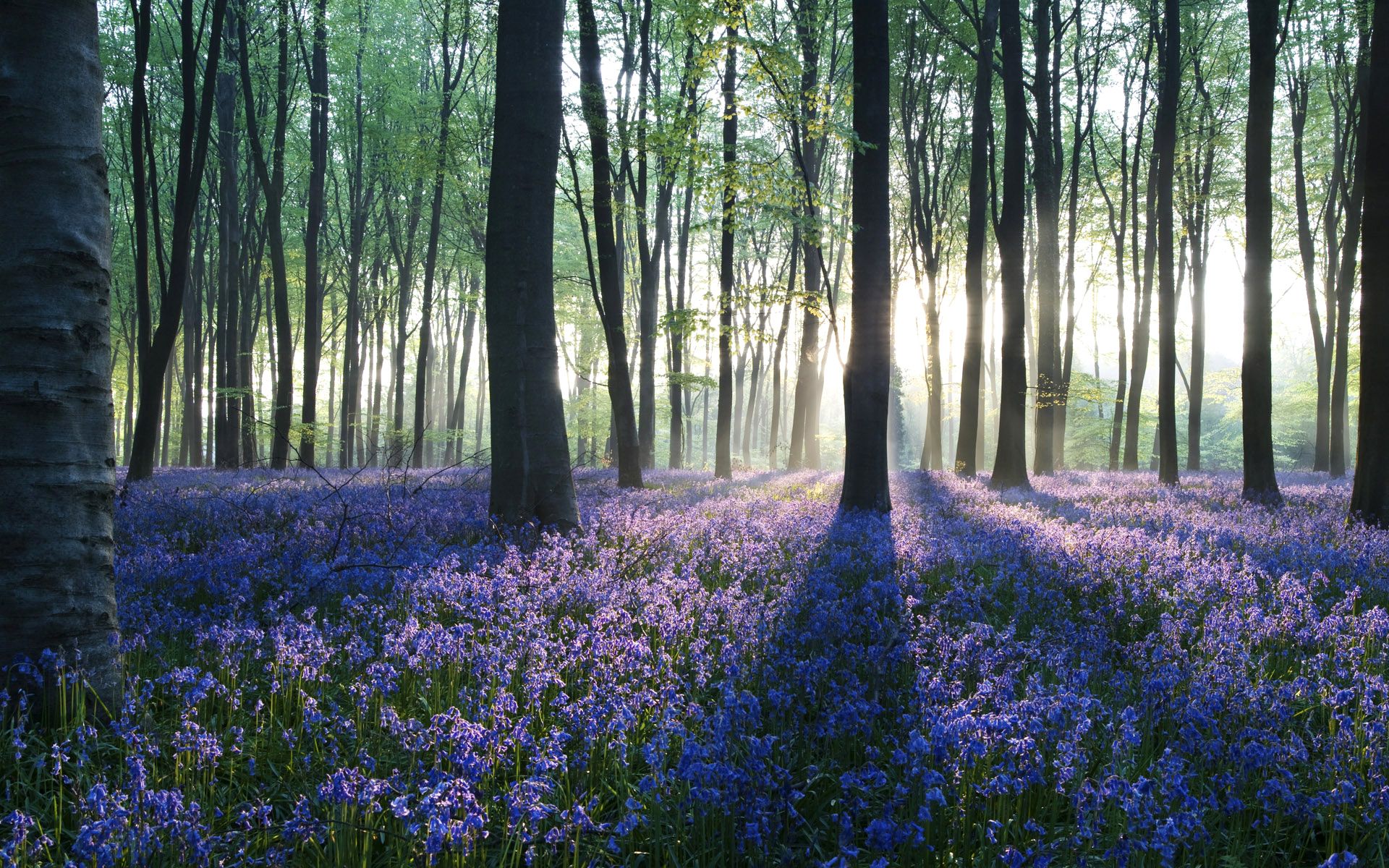 nature, Landscapes, Trees, Forests, Floor, Flowers, Plants, Purple, Sunlight, Scenic Wallpaper