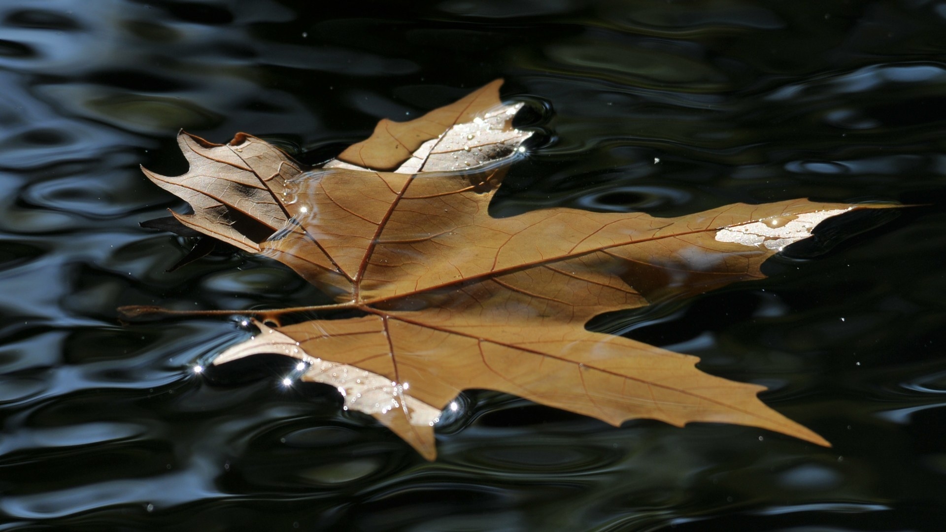 nature, Leaves, Autumn, Fall, Seasons, Water, Ripple, Puddle, Pond, Reflection, Float, Swim Wallpaper