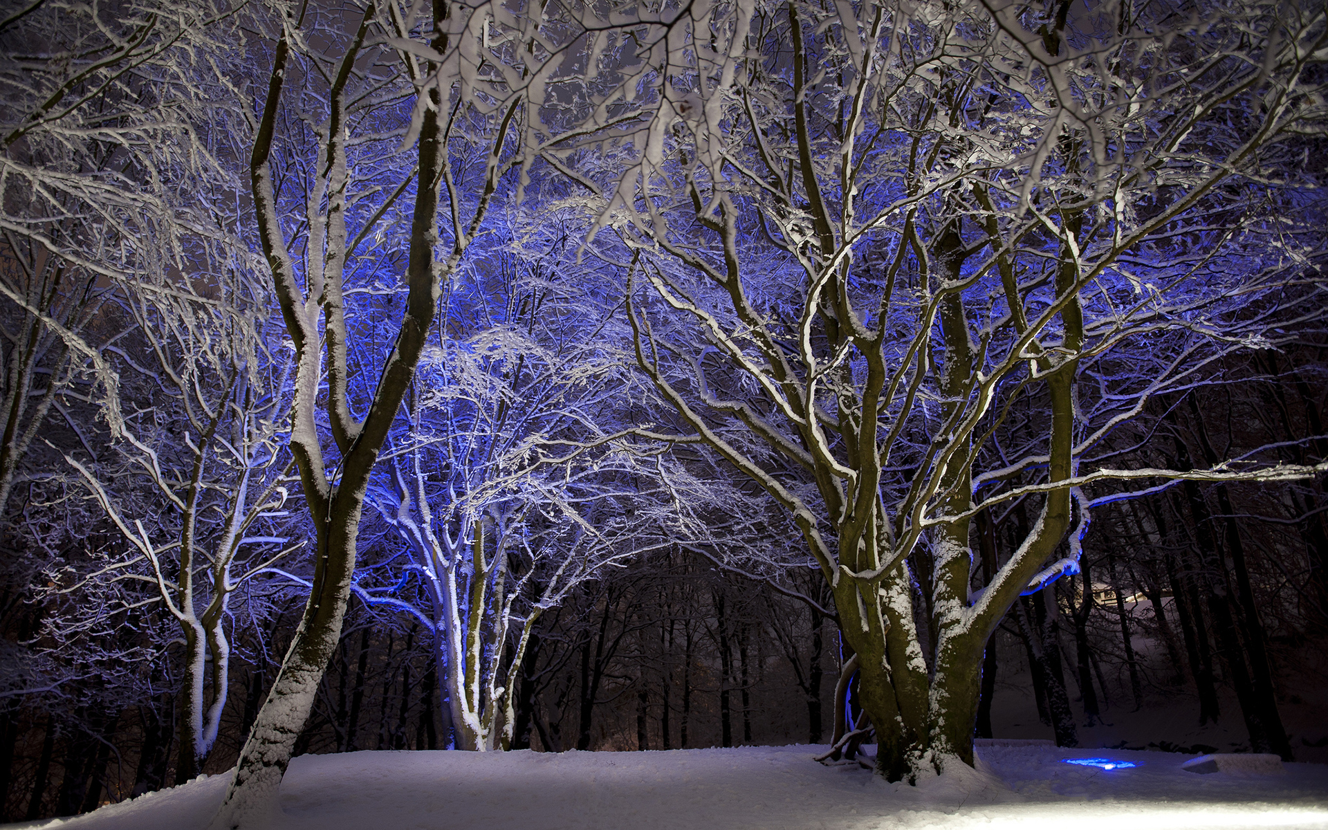 nature, Landscapes, Trees, Winter, Snow, Seasons, Light, Purple, Contrast, Color Wallpaper