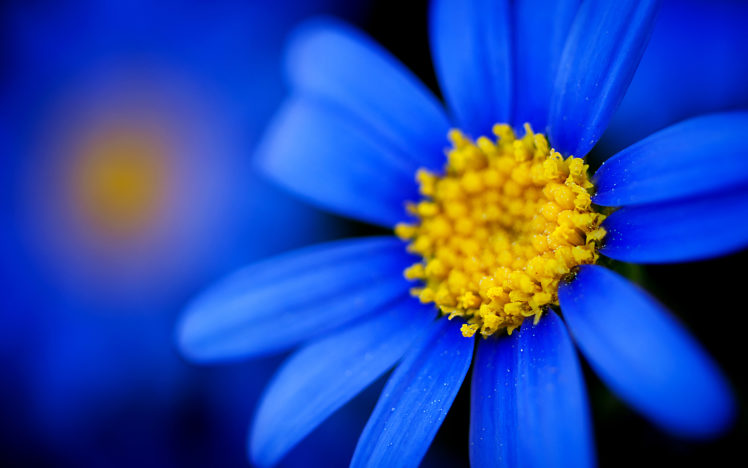 nature, Flowers, Petals, Blue, Macro, Close, Up, Yellow, Contrast HD Wallpaper Desktop Background