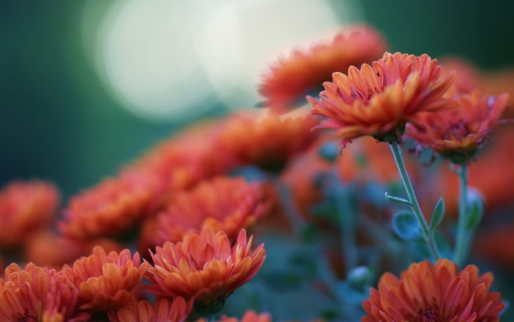 nature, Flowers, Petals, Plants, Color, Macro, Close, Up, Bouquet HD Wallpaper Desktop Background