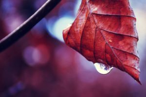 falling, Drop, From, An, Autumnal, Leaf