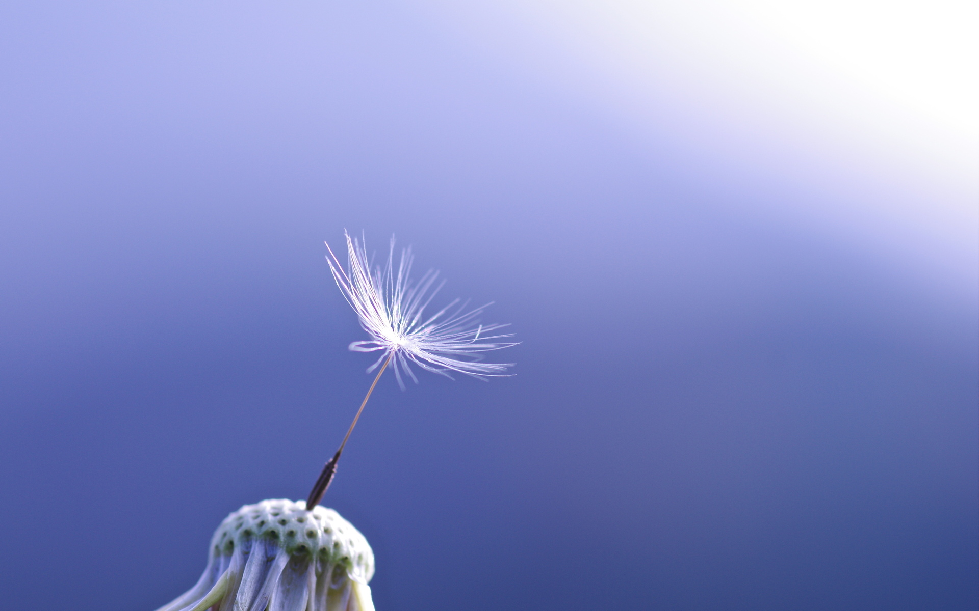 nature, Plants, Dandelion, Macro, Close, Up, Seeds, Bokeh, Sunlight Wallpaper