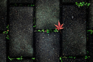 nature, Leaves, Autumn, Fall, Seasons, Sidewalk, Stones, Paving, Plants, Contrast, Color, Pattern, Abstract, Photography