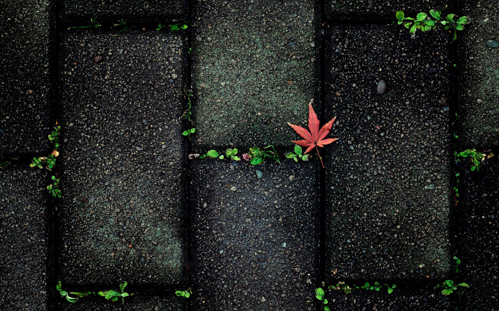 nature, Leaves, Autumn, Fall, Seasons, Sidewalk, Stones, Paving, Plants, Contrast, Color, Pattern, Abstract, Photography Wallpaper
