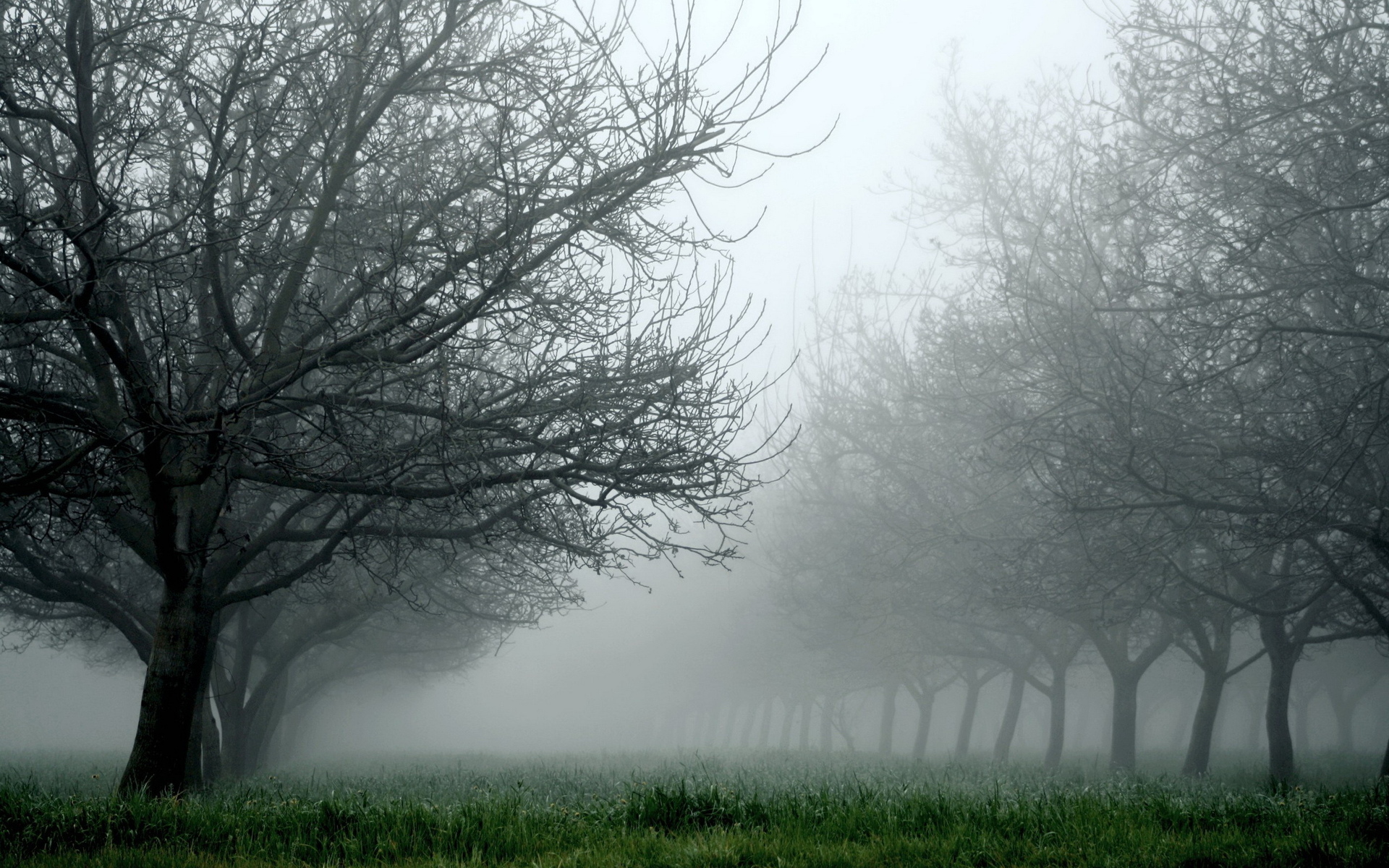 nature, Landscapes, Trees, Orchard, Fields, Grass, Fog, Mist, Haze, Fall, Autumn, Seasons Wallpaper
