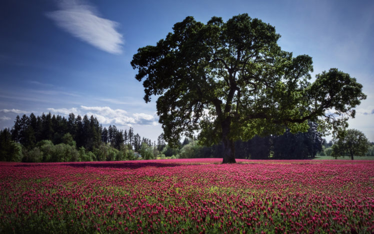nature, Landscapes, Fields, Plants, Trees, Purple, Color, Sky, Clouds HD Wallpaper Desktop Background
