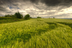 nature, Landscapes, Fields, Grass, Wheat, Trees, Sky, Clouds, Hdr