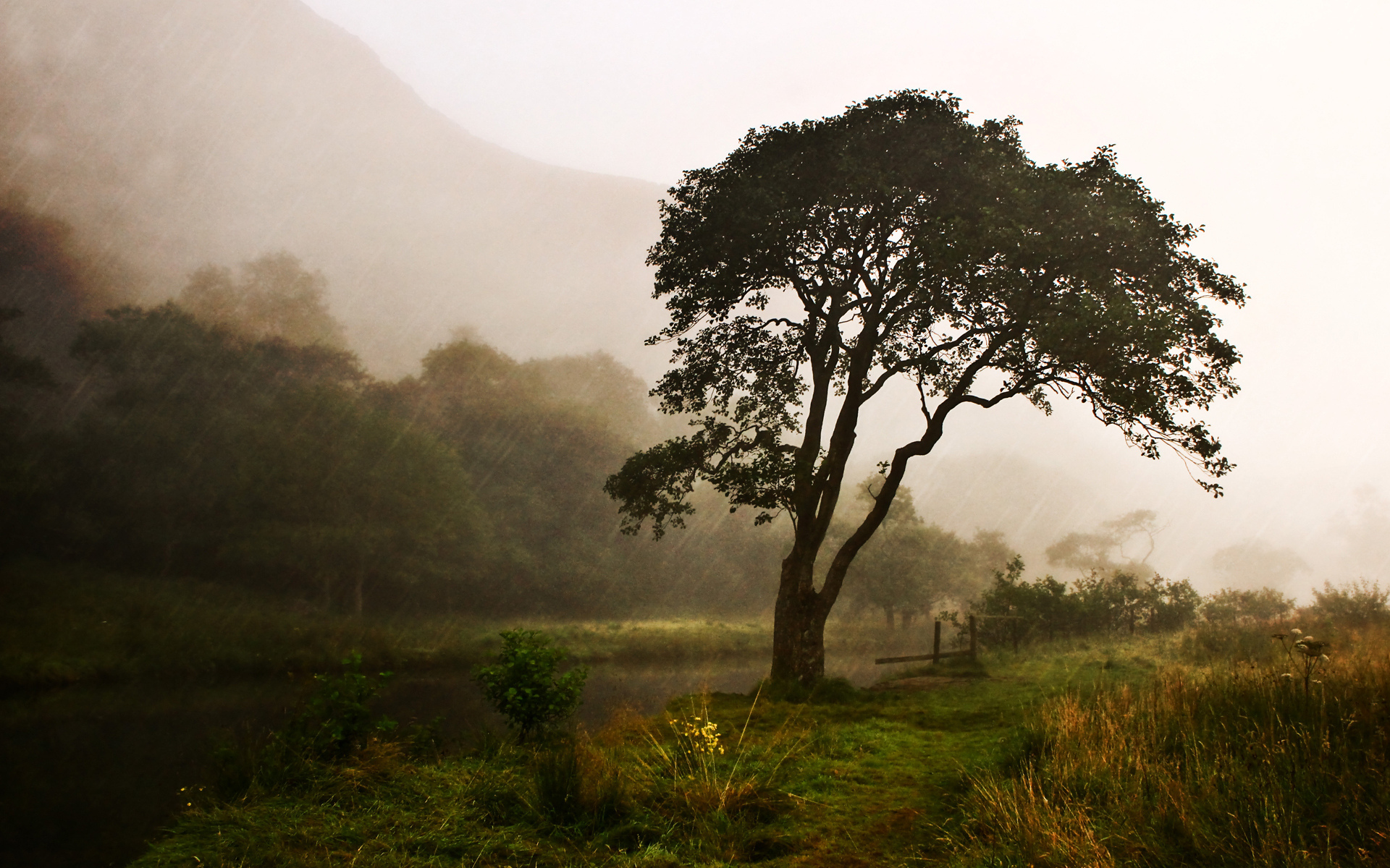 nature, Landscapes, Trees, Mountains, Storm, Rain, Drops, Flowers