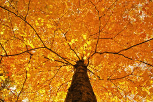 nature, Trees, Leaves, Color, Yellow, Autumn, Fall, Seasons, Foliage, Branches, Limb, Top