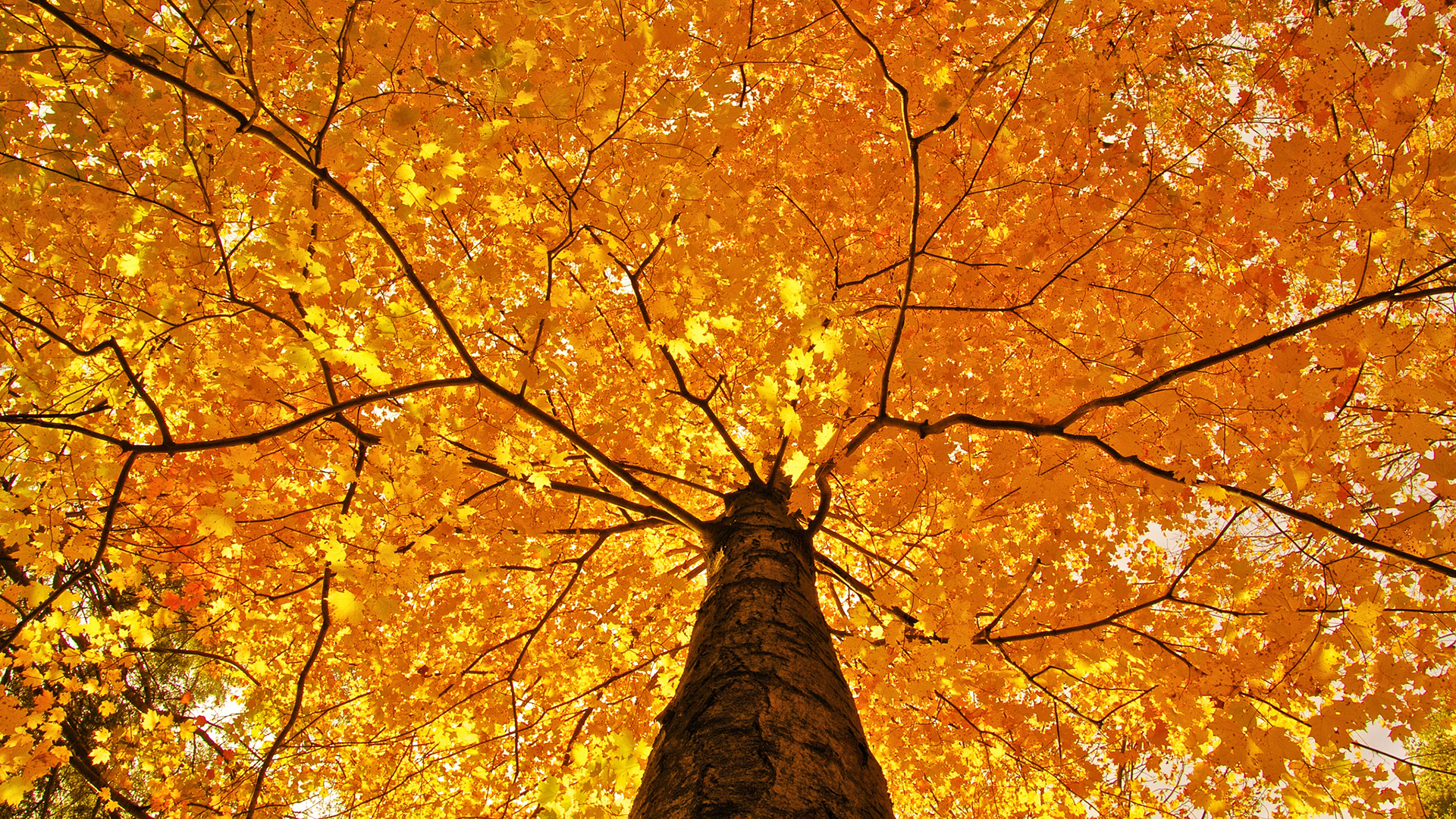 nature, Trees, Leaves, Color, Yellow, Autumn, Fall, Seasons, Foliage, Branches, Limb, Top Wallpaper