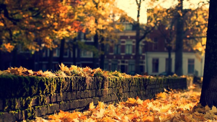 nature, Leaves, Autumn, Fall, Seasons, Trees, Wall, Stone, Architecture, Buildings, Houses HD Wallpaper Desktop Background