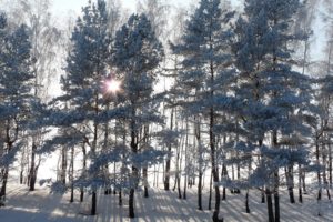 nature, Trees, Forest, Winter, Snow, Seasons, Sunlight, White