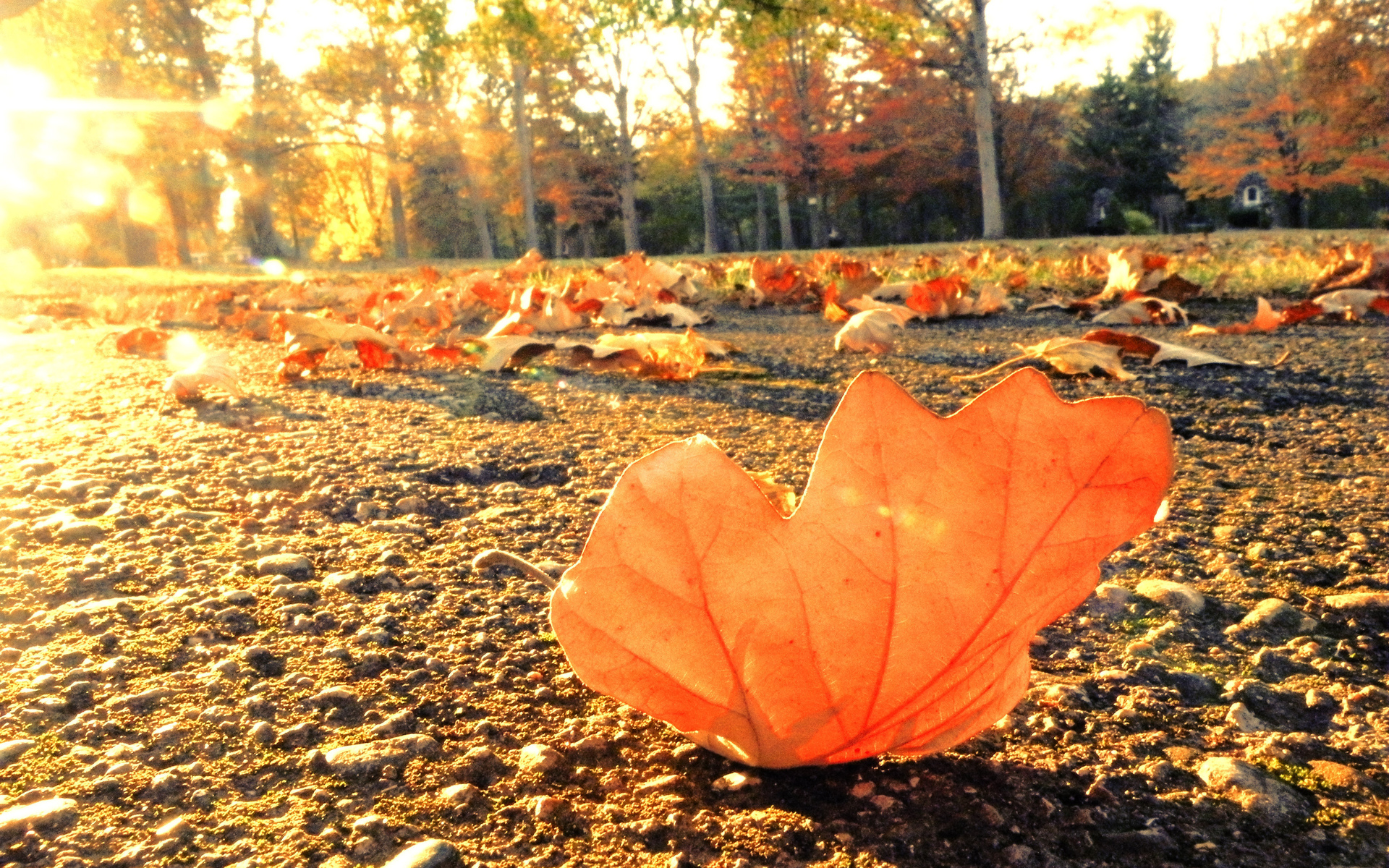 nature, Leaves, Sidewalk, Trail, Roads, Autumn, Fall, Seasons, Trees, Sunlight, Light Wallpaper