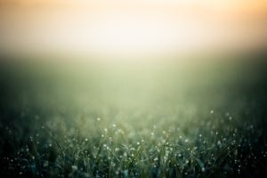morning, Dew, Over, Grass