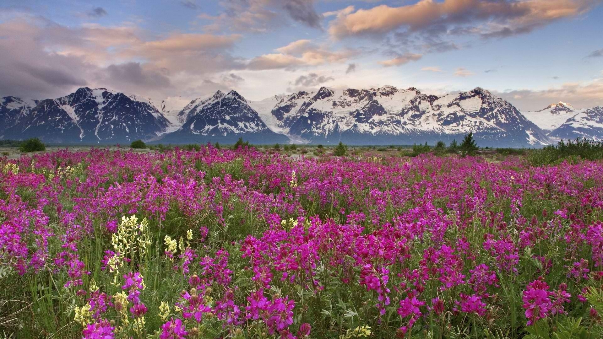 nature, Landscapes, Meadow, Valley, Plants, Flowers, Mountains, Peaks, Sky, Clouds Wallpaper