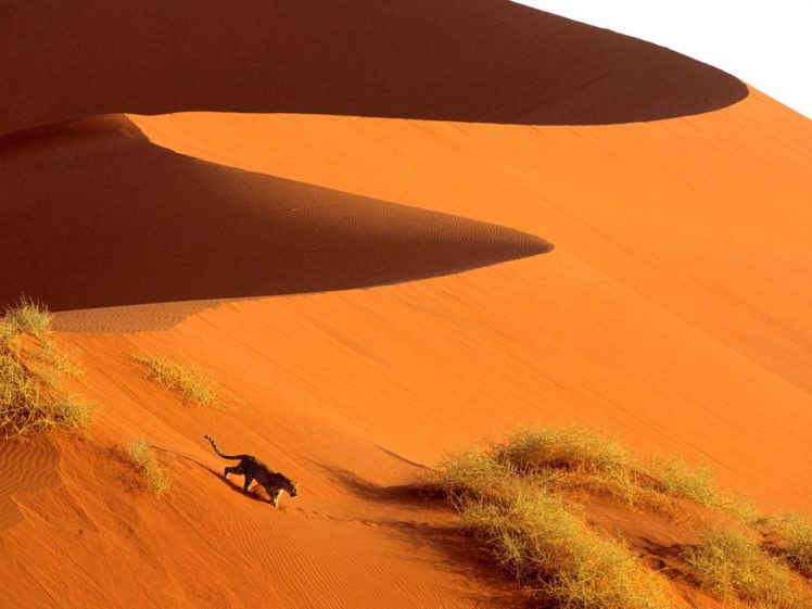 landscapes, Animals, Deserts, Leopards HD Wallpaper Desktop Background