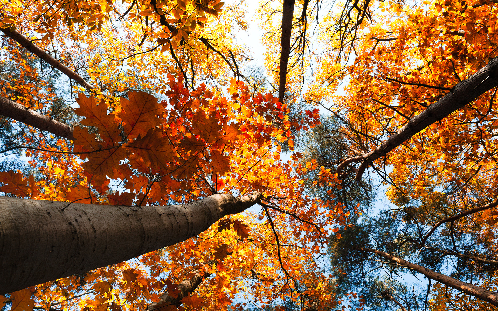nature, Trees, Treetops, Autumn, Fall, Seasons, Leaves, Sky, Sunlight, Color Wallpaper