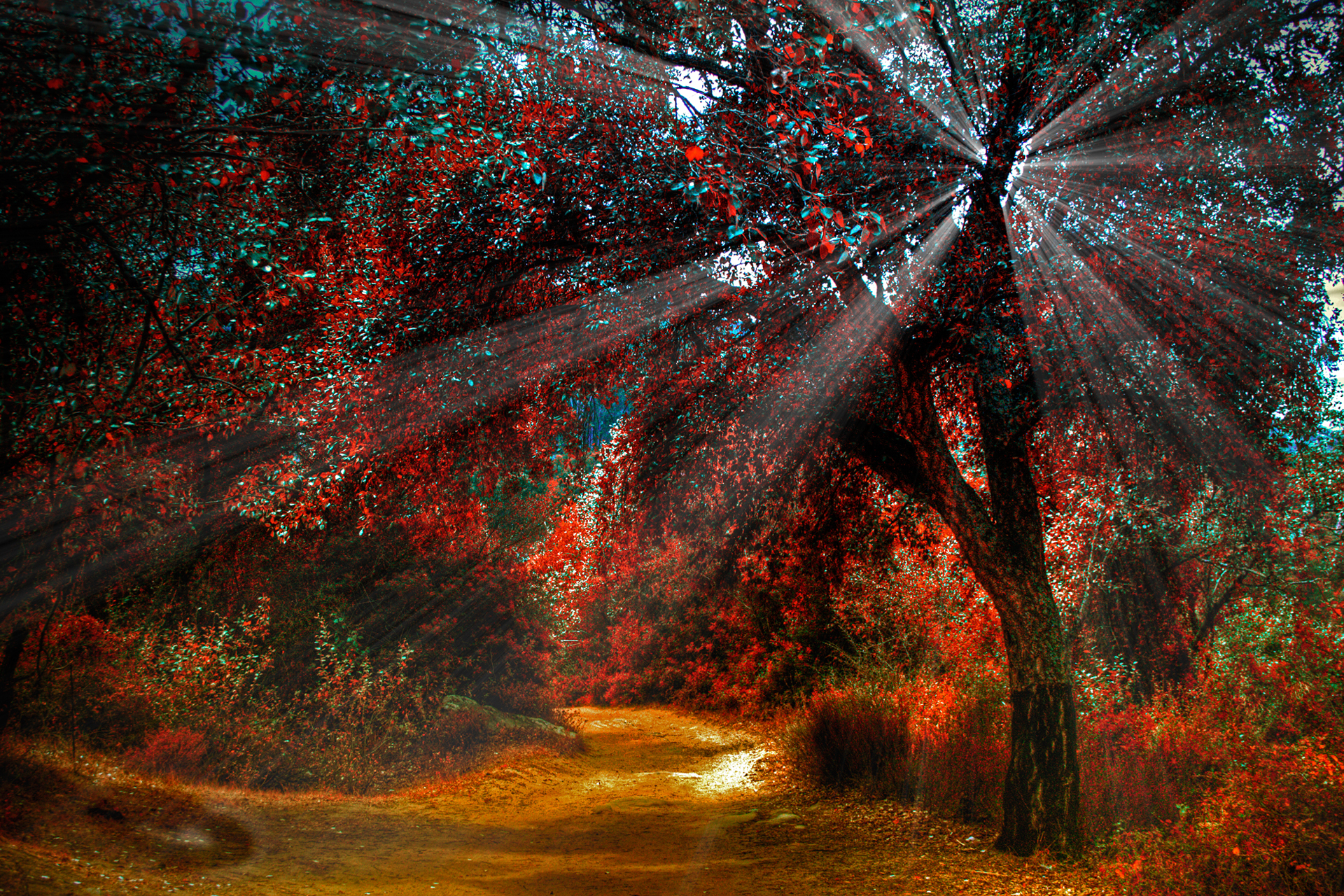 nature, Landscapes, Trees, Forest, Path, Trail, Roads, Plants, Red, Hdr, Sunlight, Sunbeam, Autumn, Fall, Seasons Wallpaper