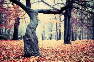 nature, Landscapes, Leaves, Trees, Forest, Autumn, Fall, Seasons
