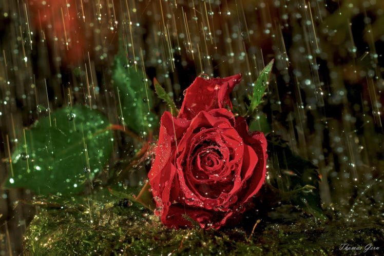 valentines, Nature, Flowers, Drops, Rain, Storm, Rose, Petals, Romantic, Mood HD Wallpaper Desktop Background