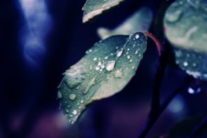 fall, Rain, Of, Nature
