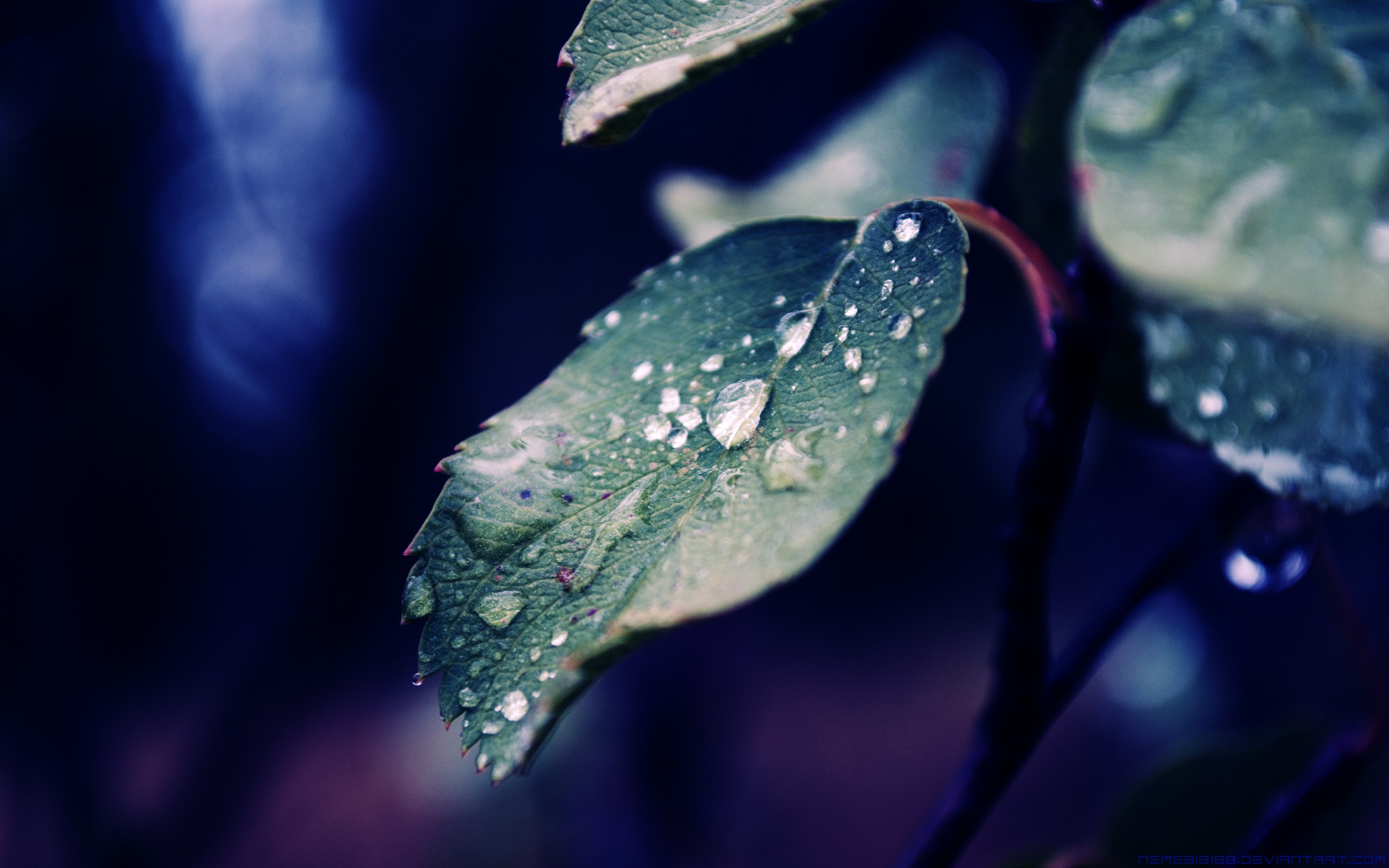 fall, Rain, Of, Nature Wallpaper