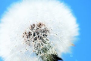 white, Flowers, Dandelions, Skyscapes